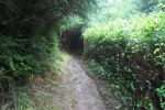 PICTURES/Samuel Boardman Scenic Corridor/t_Tree Tunnel.jpg